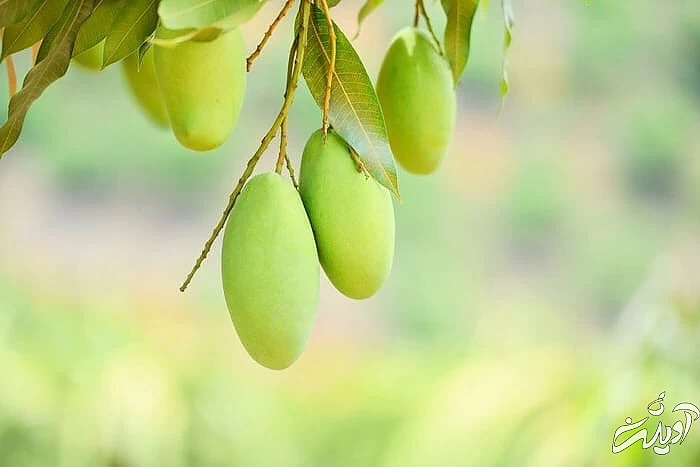 فواید و مضرات خوردن چغاله بادام در بارداری چغاله بادام